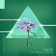 Fugue - Clarkia Pulchella