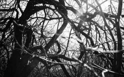 Acker057 - Looney Roots - From Roots We Rise - Remixed